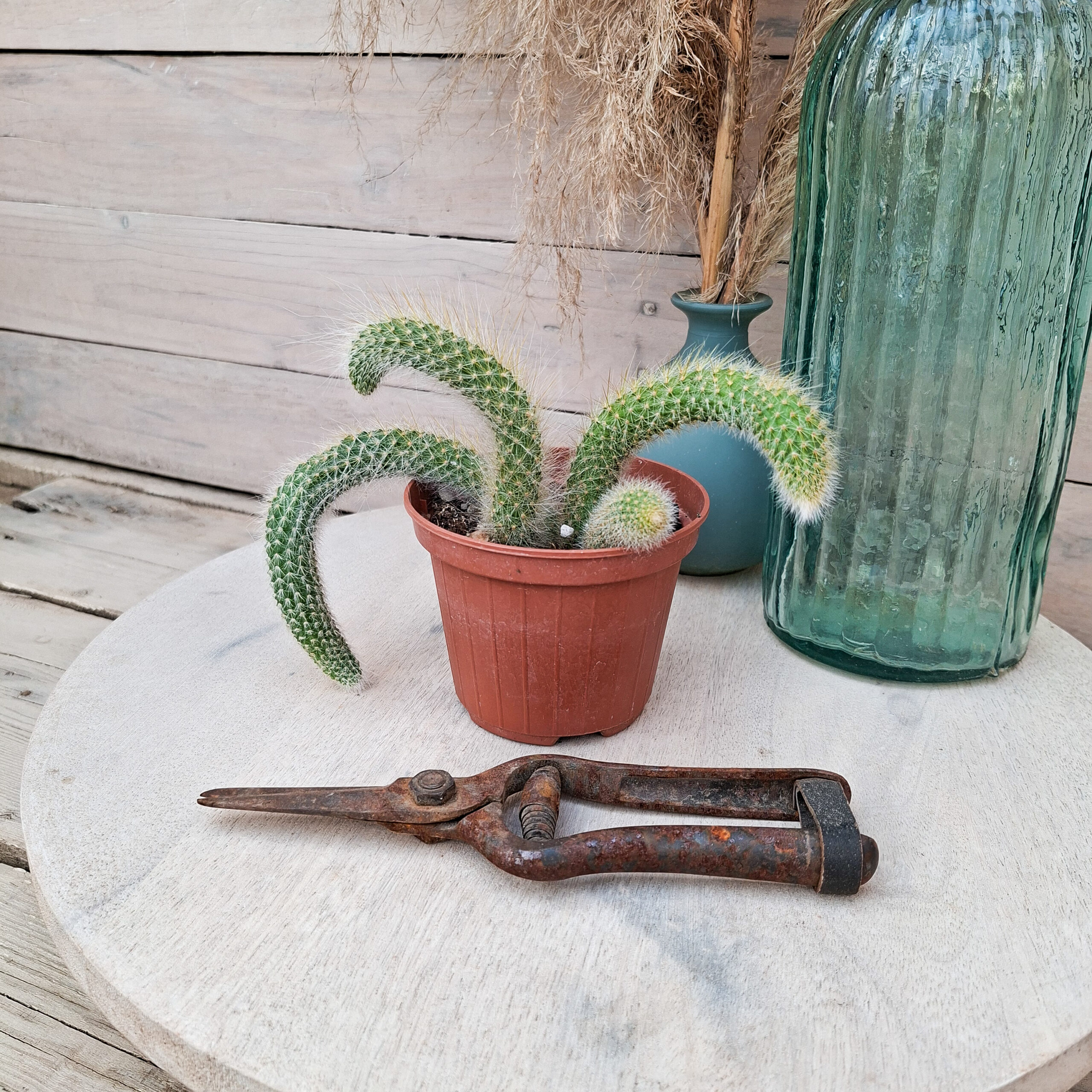 Cleistocactus colademononis – Image 3