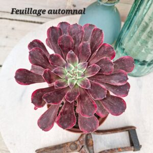 Aeonium &lsquo;Ink Painting&rsquo;