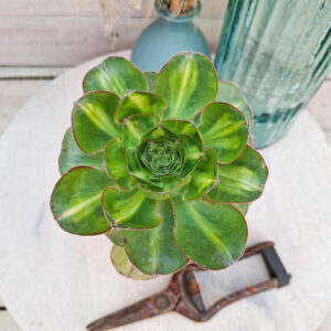 Aeonium ‘Zeus Middle’