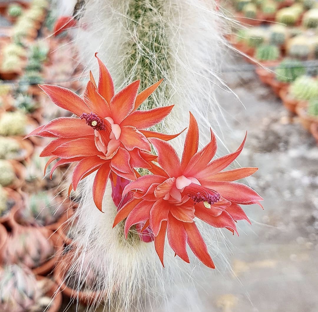 Cleistocactus colademononis – Image 4