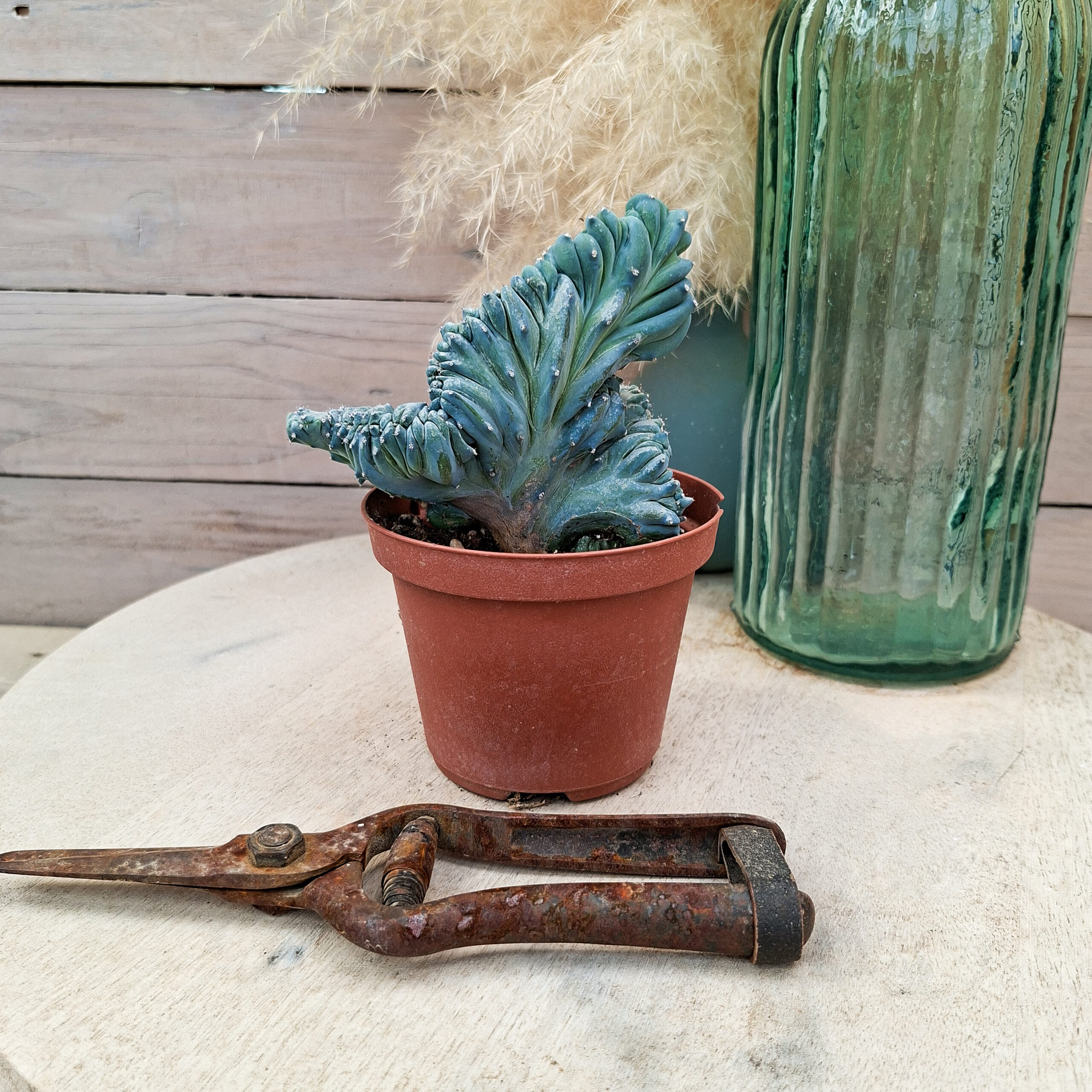Myrtillocactus geometrizans 'Strictum' cristata – Image 4