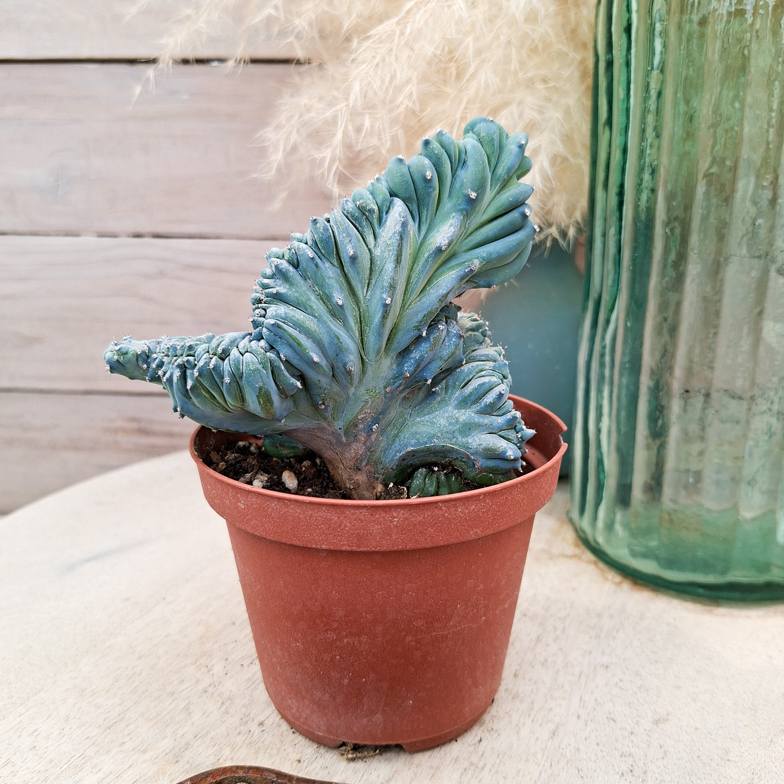 Myrtillocactus geometrizans 'Strictum' cristata