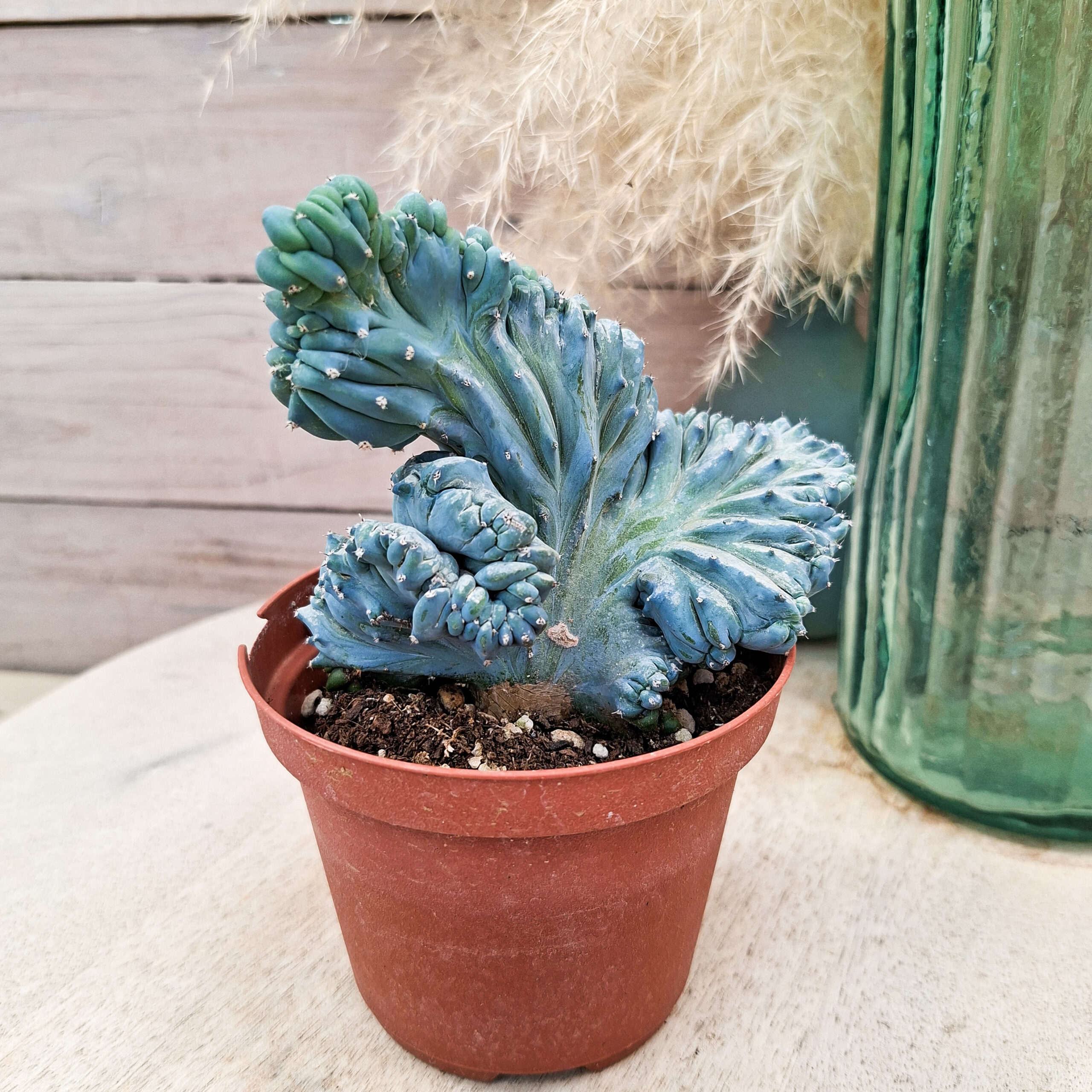 Myrtillocactus geometrizans 'Strictum' cristata – Image 2