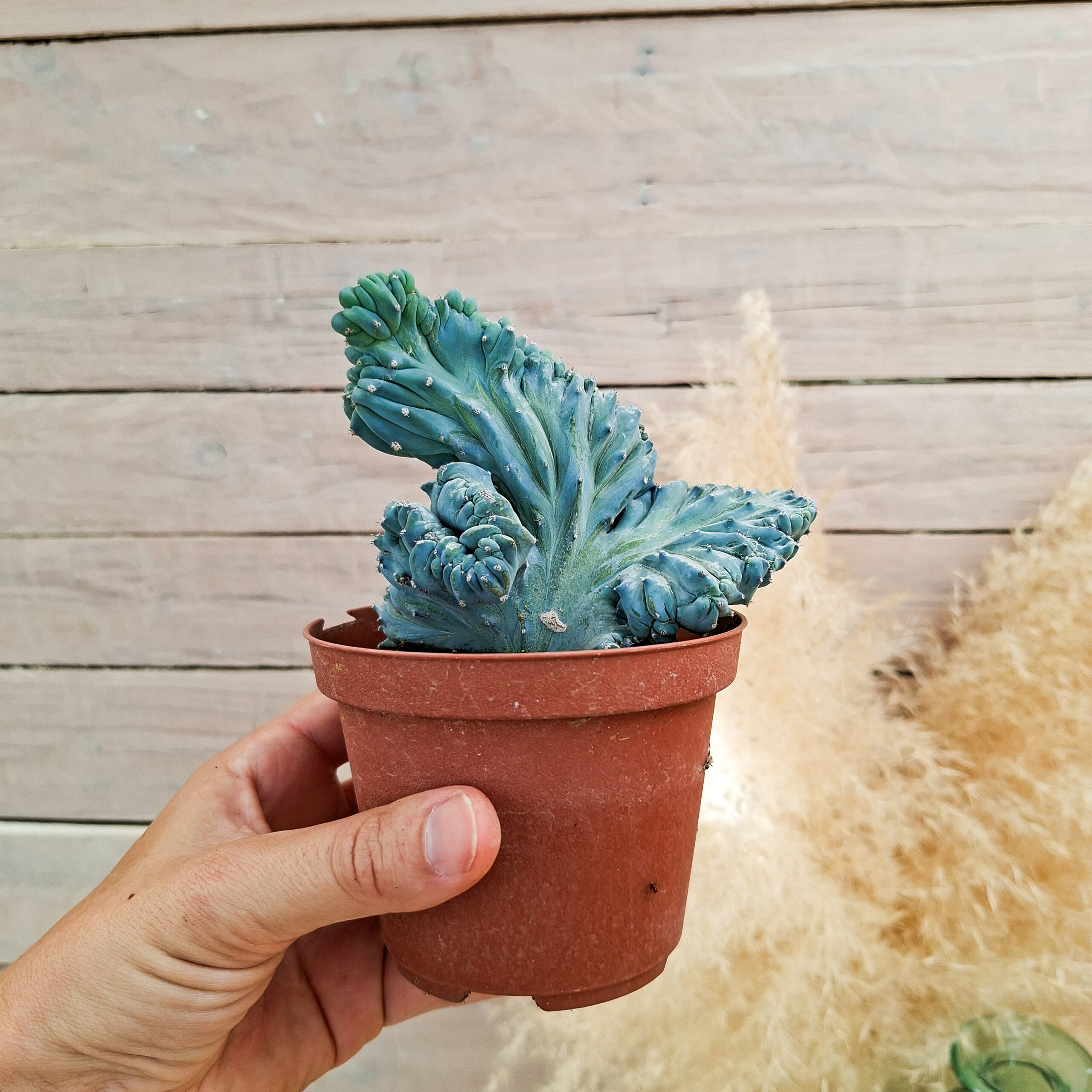 Myrtillocactus geometrizans 'Strictum' cristata – Image 3