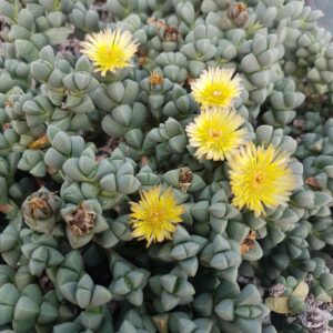 Corpuscularia lehmannii
