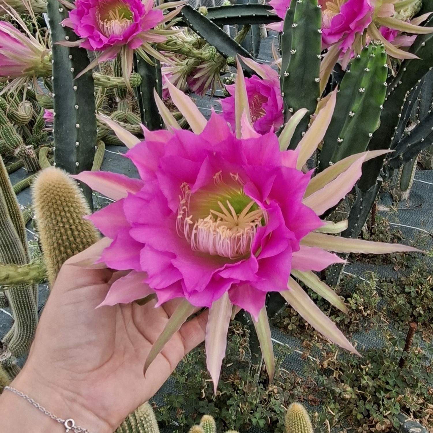 Harrisia jusbertii à fleurs roses