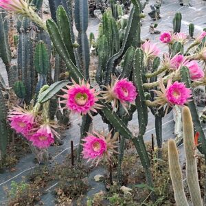 Harrisia jusbertii à fleurs roses