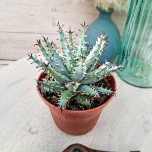 Aloe erinacea