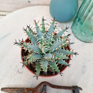 Aloe erinacea