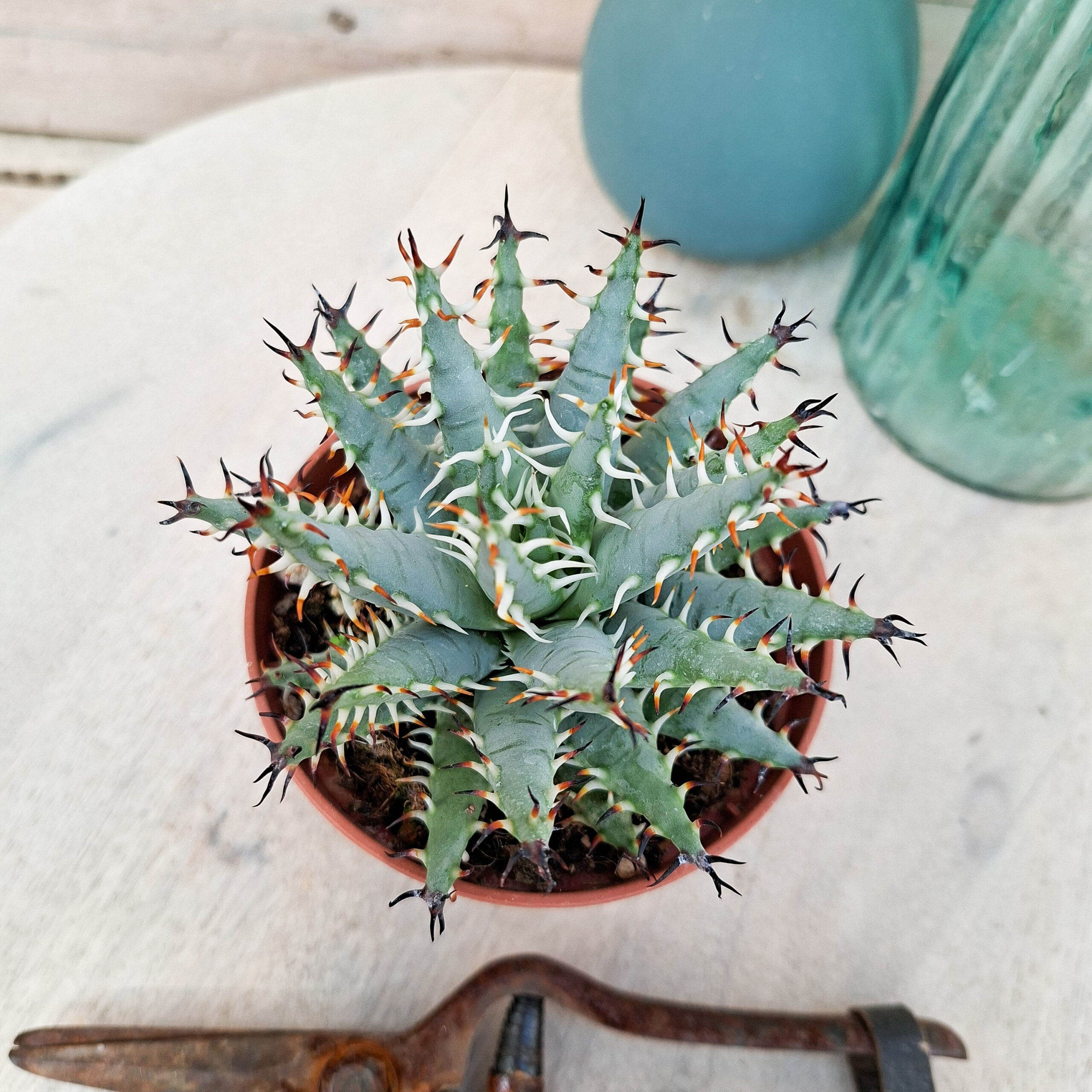 Aloe erinacea – Image 2
