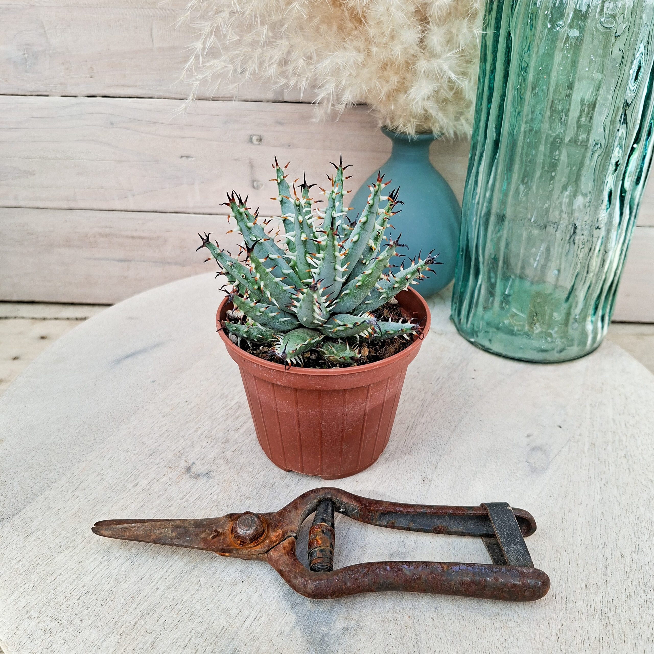 Aloe erinacea – Image 3