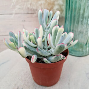 Cotyledon orbiculata &lsquo;Long Leaf&rsquo; variegata