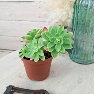 Sedum palmeri