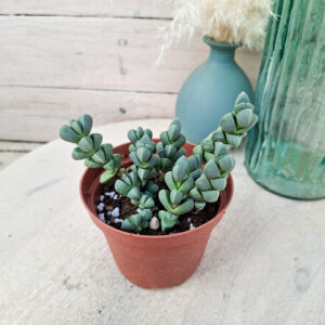 Corpuscularia lehmannii