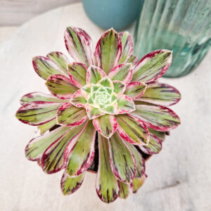 Aeonium rubrolineatum variegata