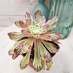 Aeonium rubrolineatum variegata