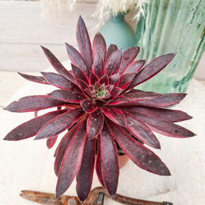 Aeonium &lsquo;Peacock&rsquo;