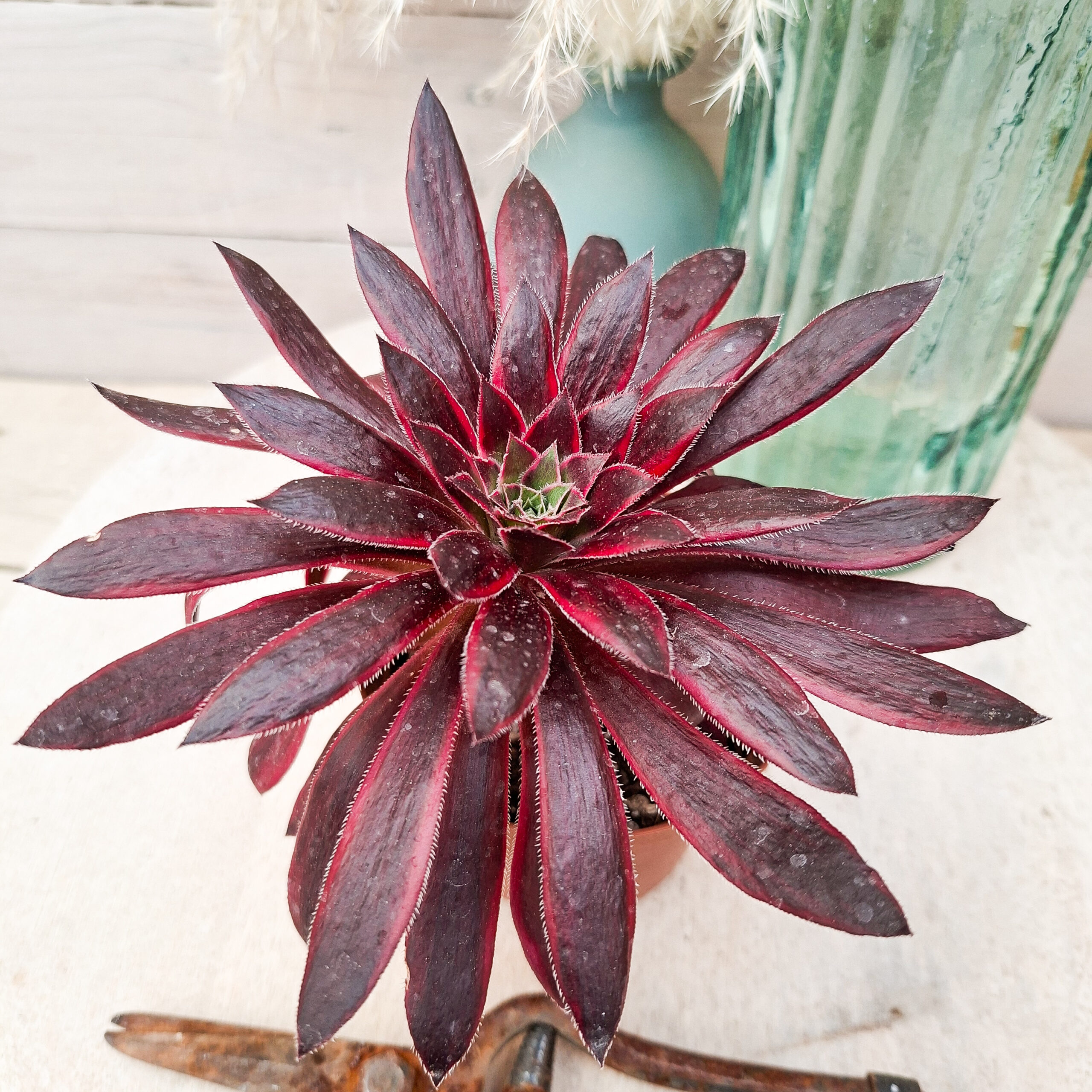 Aeonium 'Peacock' – Image 2