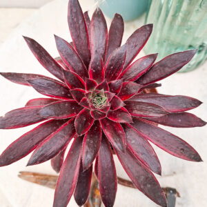 Aeonium &lsquo;Peacock&rsquo;