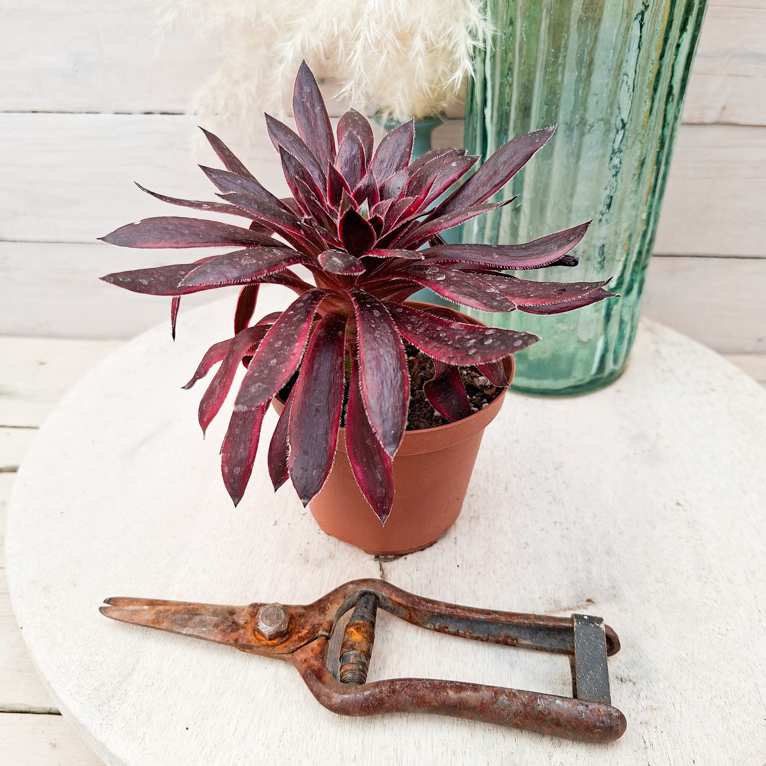 Aeonium 'Peacock' – Image 3
