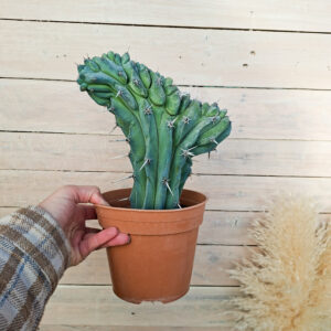 Myrtillocactus geometrizans cristata