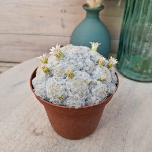 Mammillaria plumosa