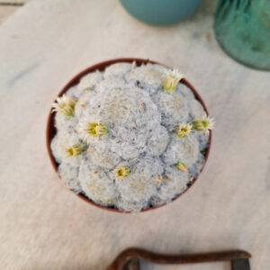 Mammillaria plumosa