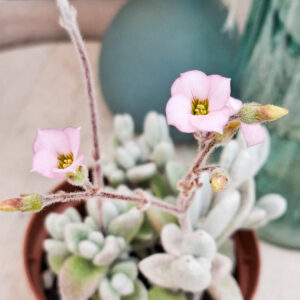 Kalanchoe eriophylla