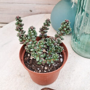 Sedum furfuraceum