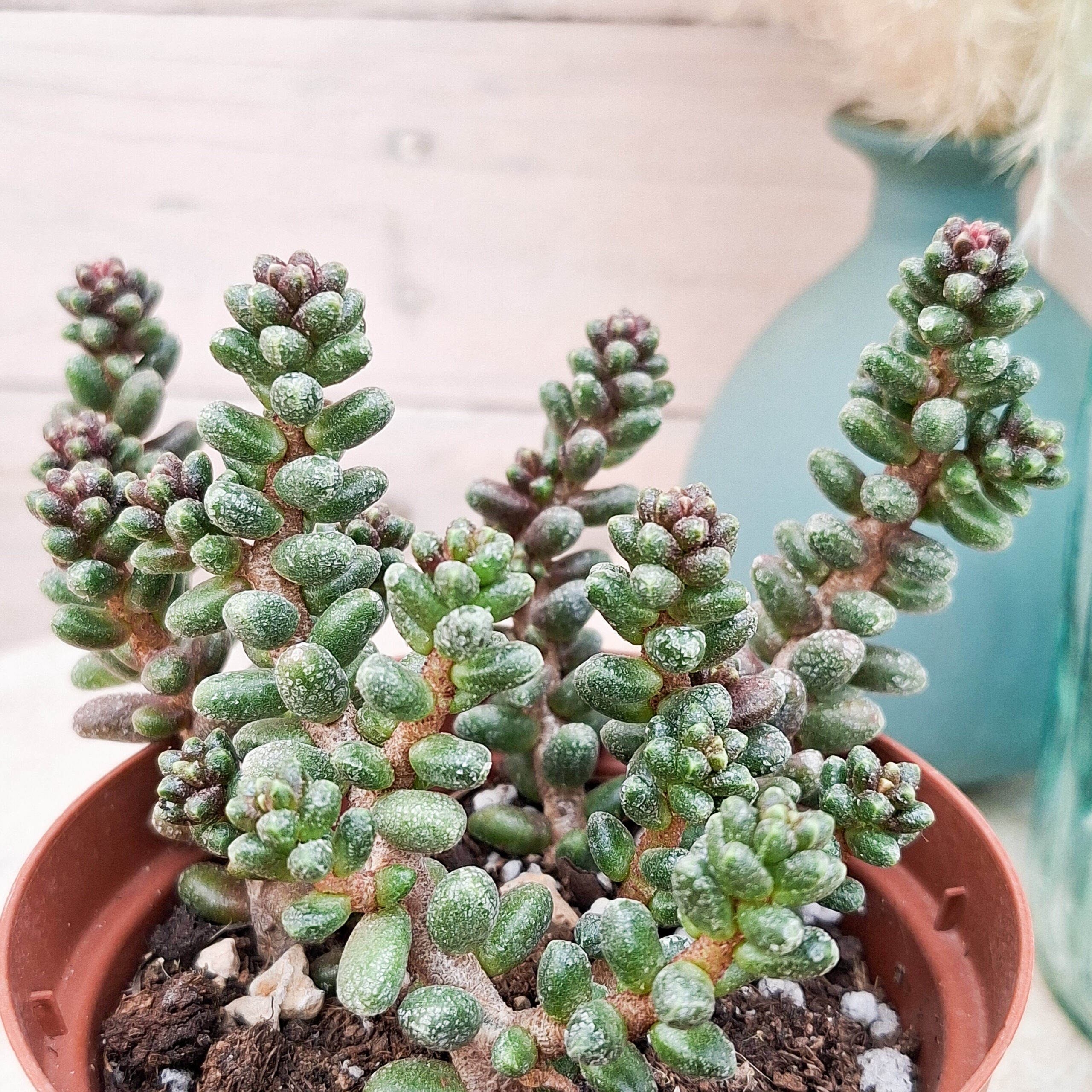 Sedum furfuraceum – Image 2
