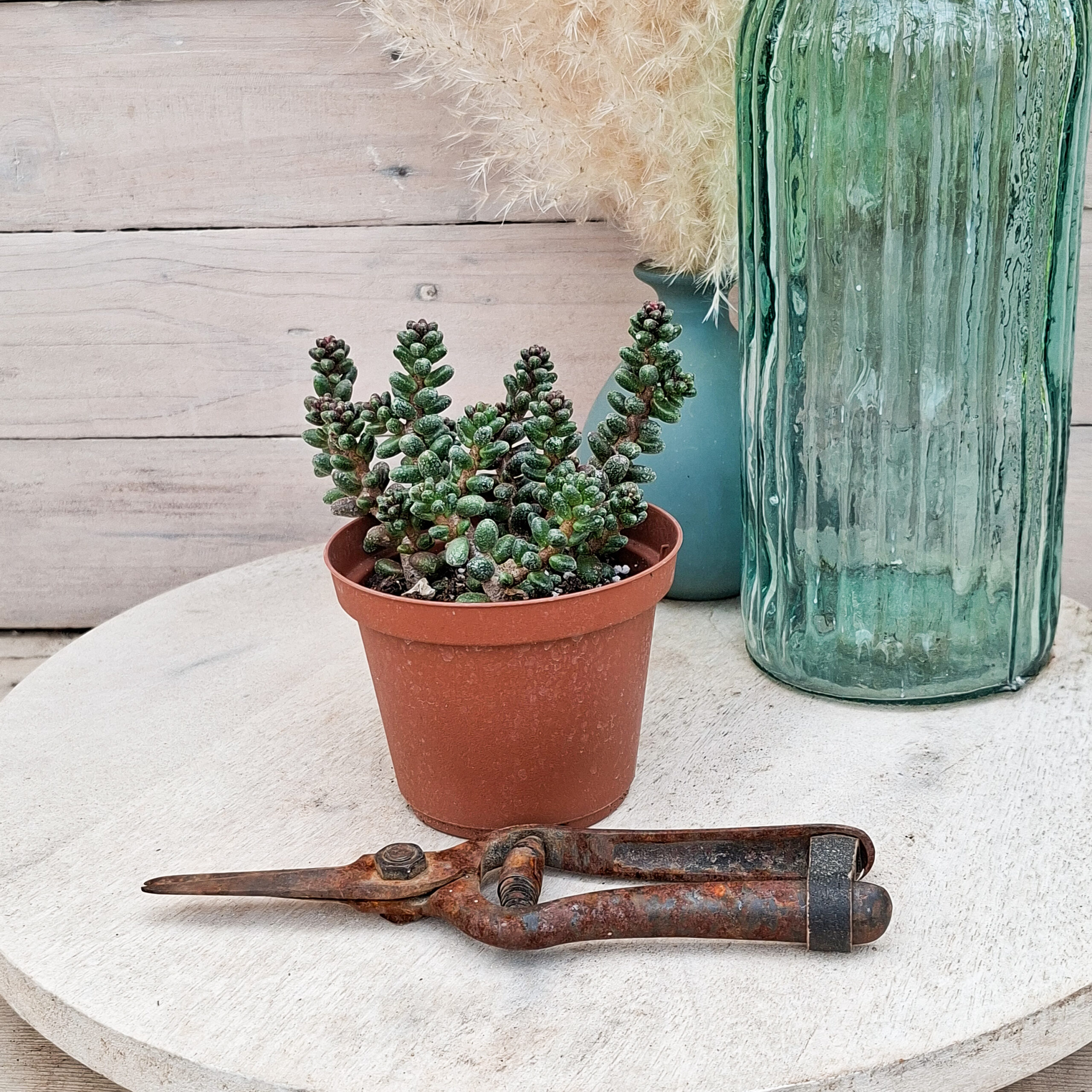 Sedum furfuraceum – Image 3