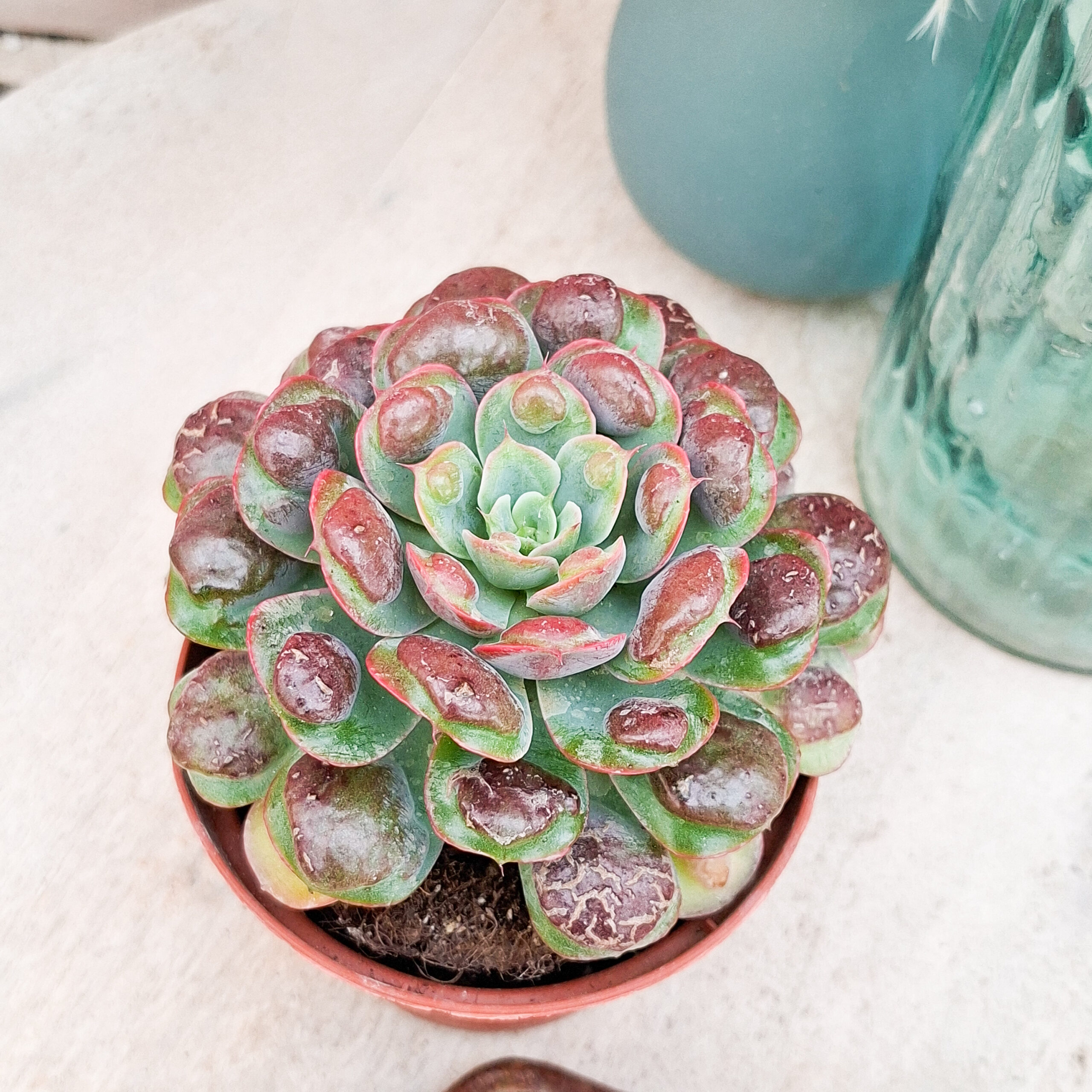 Echeveria 'Raindrops' – Image 3