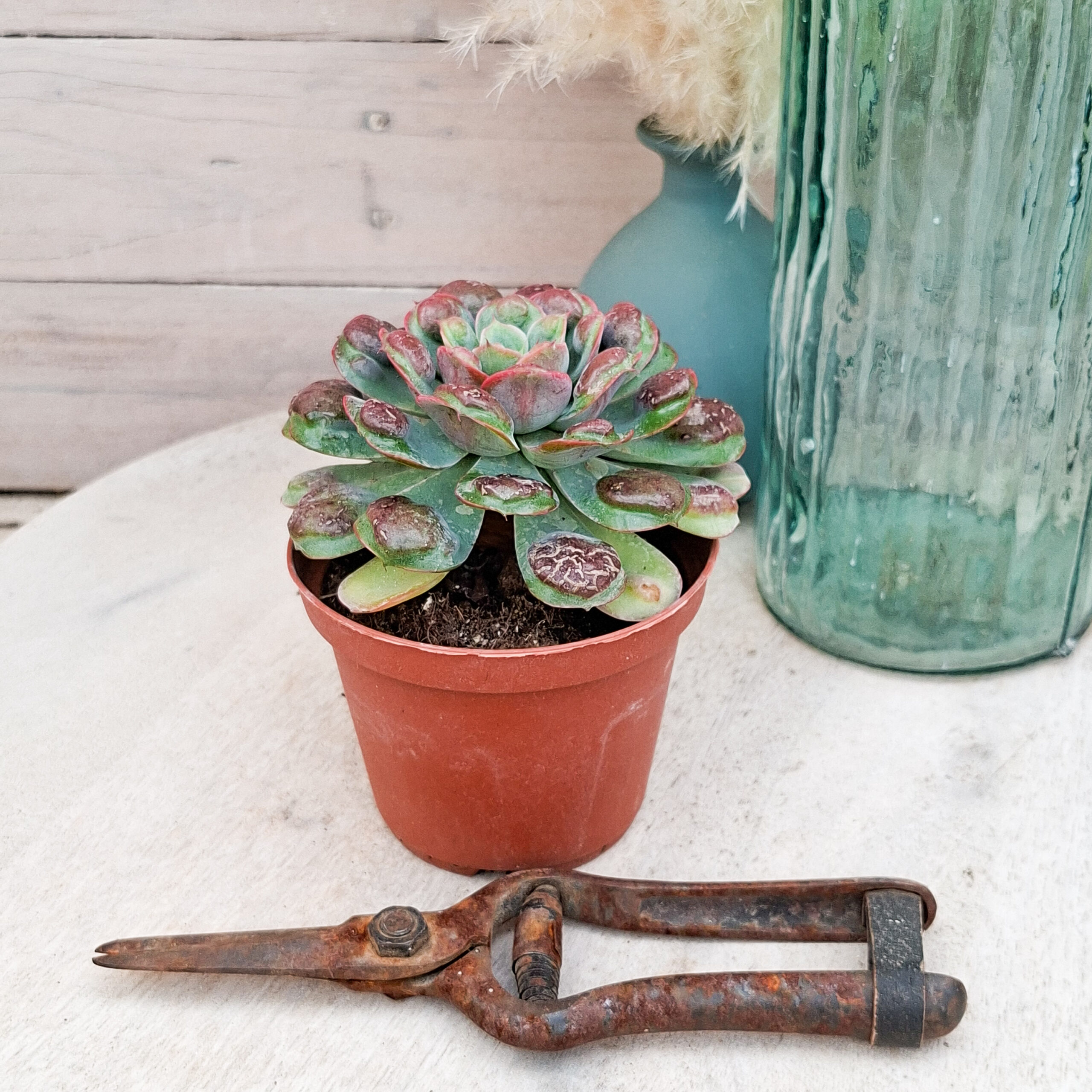 Echeveria 'Raindrops' – Image 2