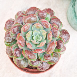 Echeveria &lsquo;Raindrops&rsquo;