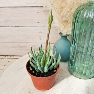 Aloe humilis