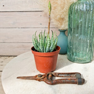 Aloe humilis