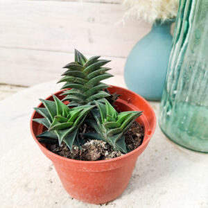Haworthia viscosa