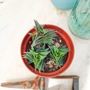 Haworthia viscosa
