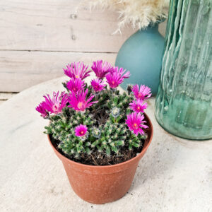 Trichodiadema densum