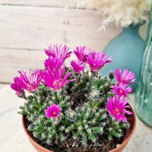 Trichodiadema densum