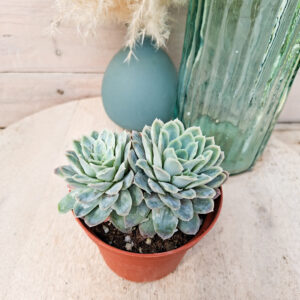 Echeveria elegans f. monstruosa