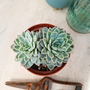 Echeveria elegans f. monstruosa