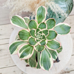 Aeonium ‘Zeus’ pot Ø15 cm