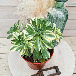 Aeonium ‘Chou’ pot Ø15 cm