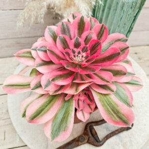 Aeonium &lsquo;Pink Witch&rsquo; pot Ø15cm