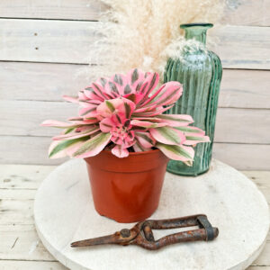 Aeonium &lsquo;Pink Witch&rsquo; pot Ø15cm