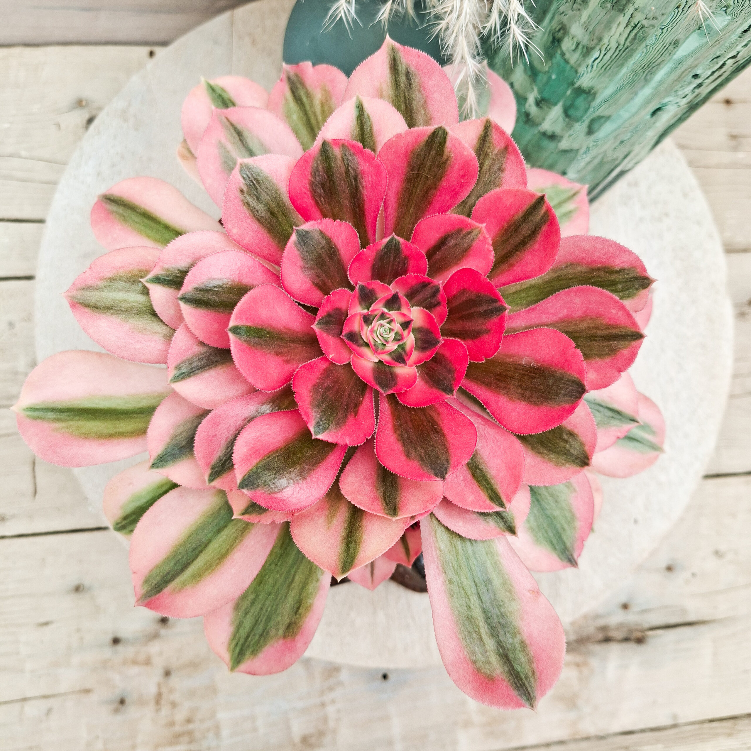 Aeonium 'Pink Witch' pot Ø15cm – Image 3