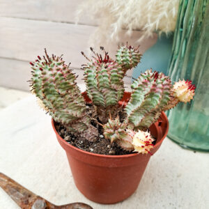 Euphorbe ‘Green Elf’ variegata