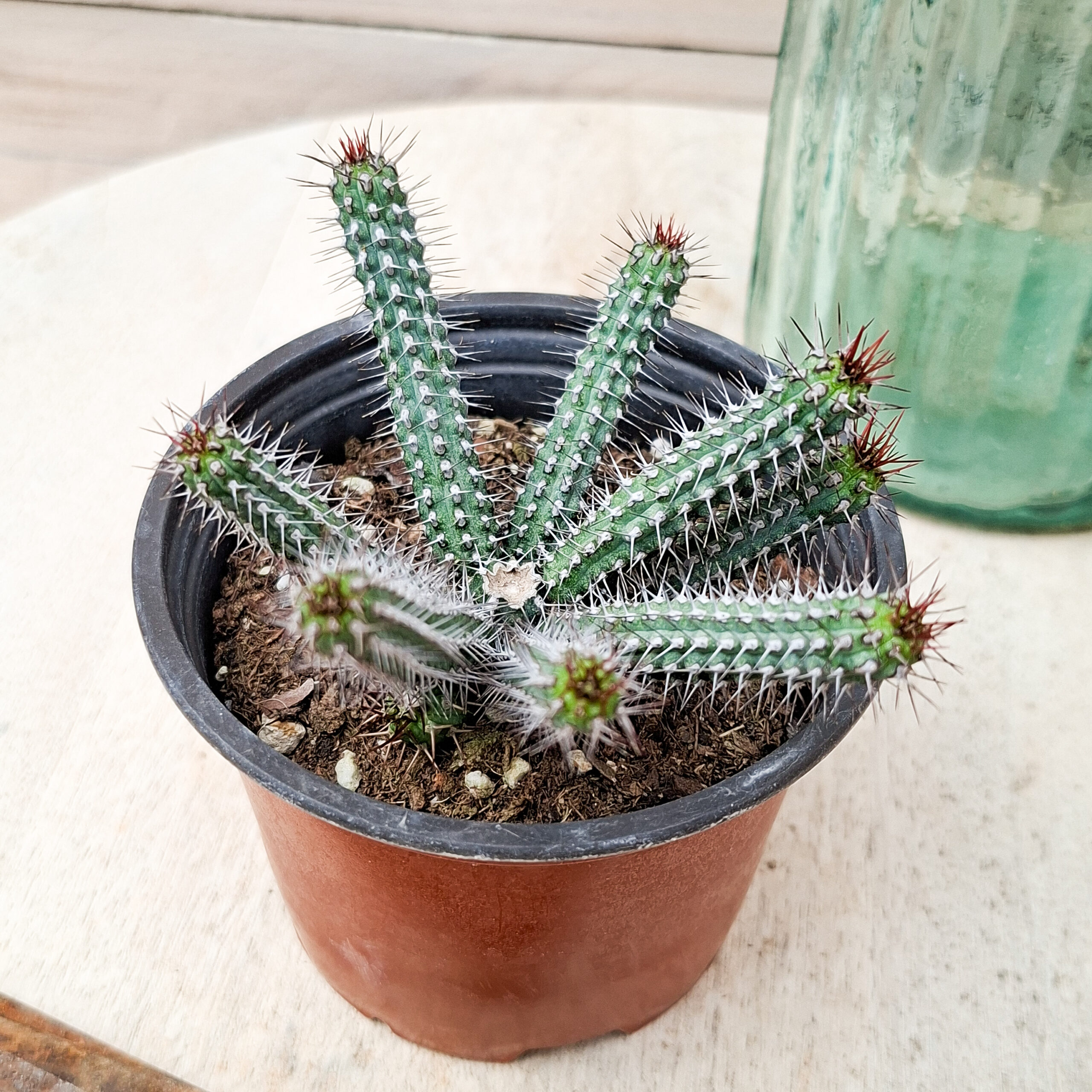 Euphorbe baioensis