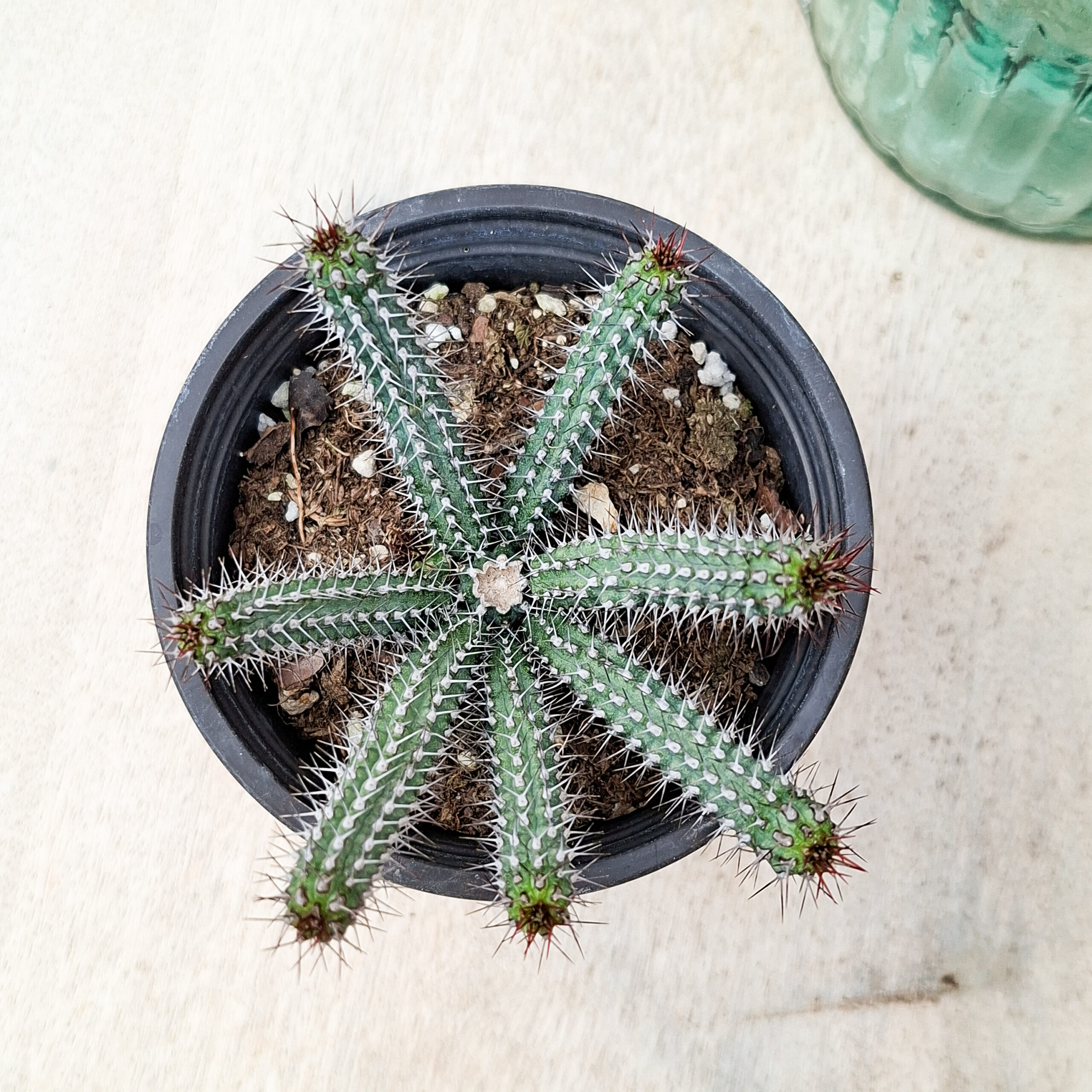 Euphorbe baioensis – Image 3